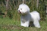 BICHON FRISE 408